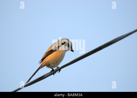 Long-tailed Shrike Lanius schach erythronotus sitting on wire in Uttaranchal India Stock Photo