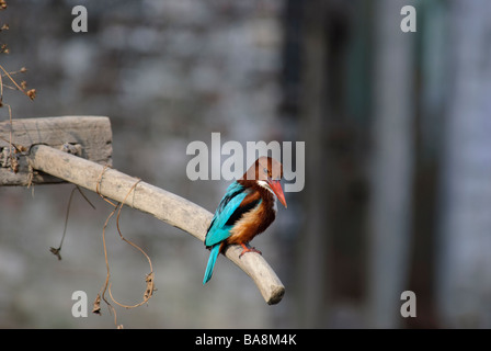 White-throated Kingfisher Halcyon smyrnensis sitting on a handle of primitive harrow in Uttaranchal India Stock Photo