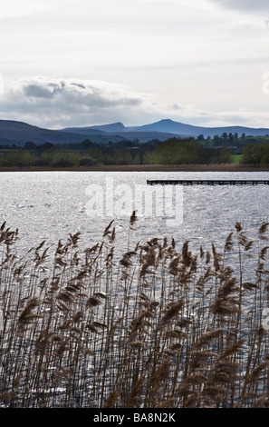 Llangorse Lake with Pen y Fan in the distance.  Photo by Gordon Scammell Stock Photo