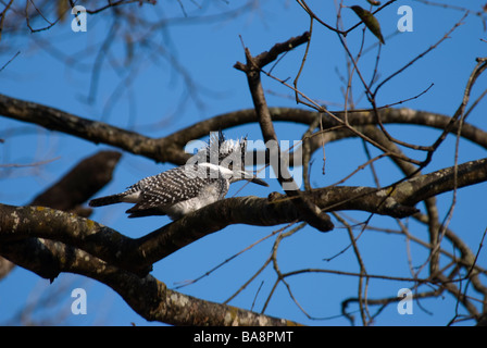 Crested Kingfisher Megaceryle lugubris sitting in a tree Stock Photo