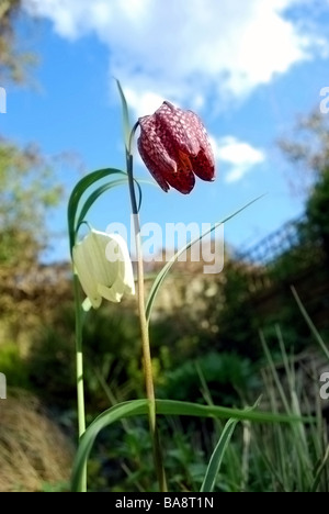 Fritillaria Meleagris against blue sky Stock Photo