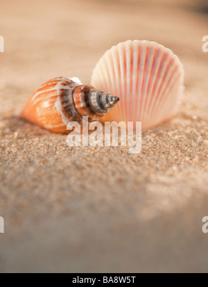 Close up shot of sea shells fossil trapped in sandstone Stock Photo - Alamy