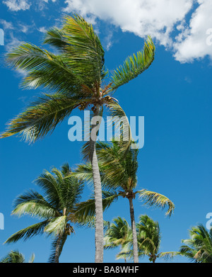 Palm trees in wind Stock Photo