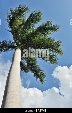 Cuban Cigar palm tree and blue sky Stock Photo