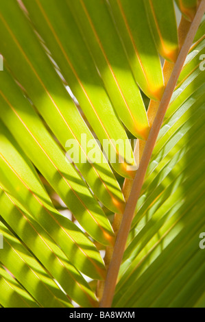 Close up of tropical palm frond Stock Photo