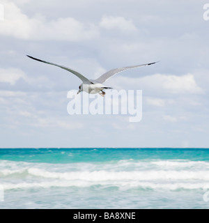 Seagull flying over ocean Stock Photo