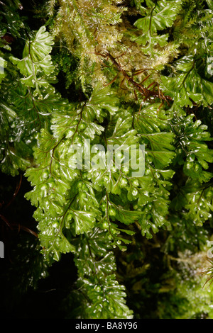 Tunbridge filmy fern Hymenophyllum tunbrigense on dripping wet rock UK Stock Photo