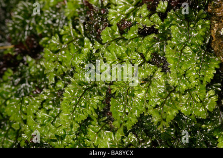 Tunbridge filmy fern Hymenophyllum tunbrigense on dripping wet rock UK Stock Photo
