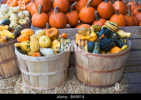 Baskets of assorted gourds and pumpkins Stock Photo