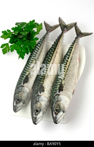 Mackerels Stock Photo