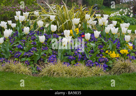 Ornamental Flower Bed Of White Tulips and Blue Primroses spring bedding plants flowerbed Stock Photo