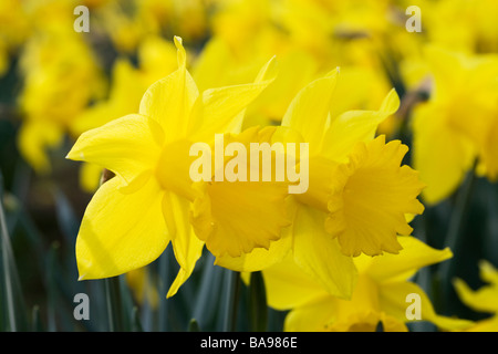 Daffodils - Narcissus - in the sunshine, Abington Park, Northamptonshire, England, UK Stock Photo