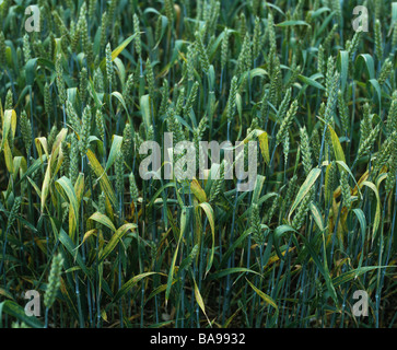 Symptoms of magnesium deficiency of the flagleaves of a wheat crop in ear Stock Photo