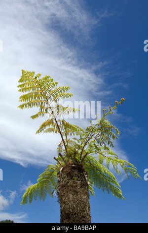 Common tree fern Stock Photo