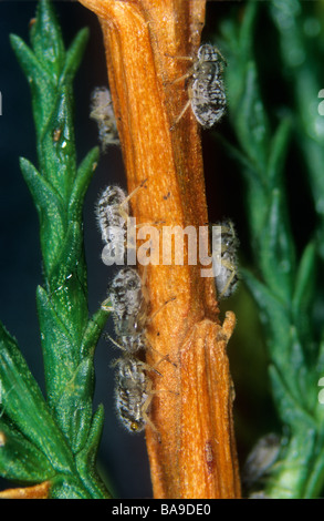 Cypress aphid Cinara cupressi on cypress stem Stock Photo