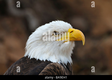 American Bald Eagle in profile Stock Photo