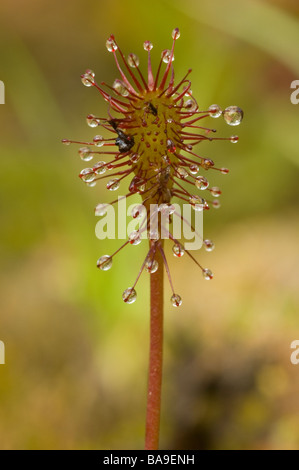 Oblong-leaved sundew or spoonleaf sundew (Drosera intermedia) Stock Photo