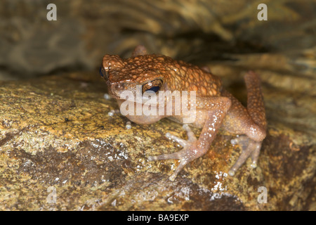 Brown Slender Toad Ansonia leptopus Danum Valley Sabah Borneo Malaysia Stock Photo