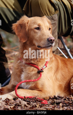 a golden retriever working dog or gun dog sat with owner Stock Photo