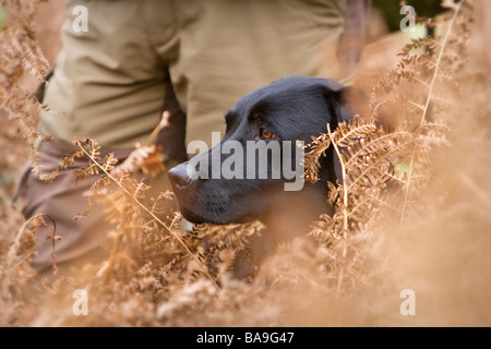 a black labrador retriever working dog or gun dog sat at heel Stock Photo