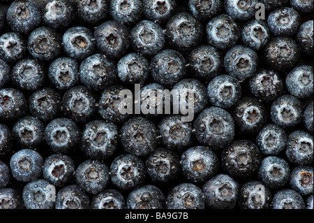 Vaccinium. Blueberry pattern and waterdrops Stock Photo
