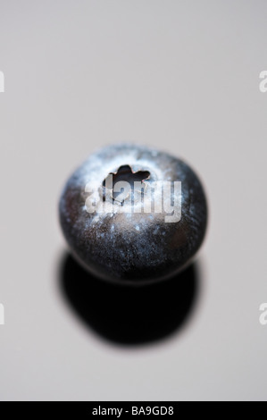Vaccinium corymbosum. Single blueberry on a shiny surface Stock Photo