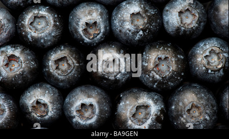 Vaccinium corymbosum. Blueberry pattern Stock Photo