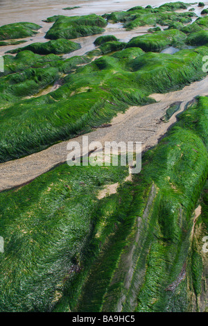 Green sea moss covering rocks on Hemmick Beach at low tide, Cornwall Stock Photo