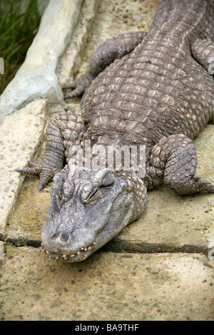 Chinese Alligator, Alligator sinensis, Alligatoridae, Crocodilia, Reptilia Stock Photo