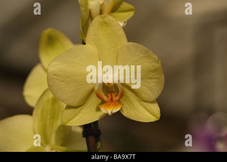 Phalaenopsis Orchid Yellow flower form in close up macro detail showing flower structure Stock Photo