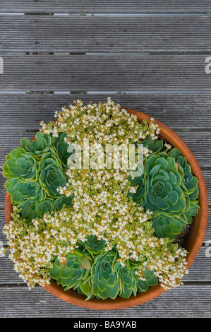 House leeks and crassula marginalia minuta Albamarginata succulents arranged in pattern in terracotta pot Stock Photo