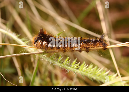 caterpillar of the drinker moth feeding on grasses in heathland Stock Photo