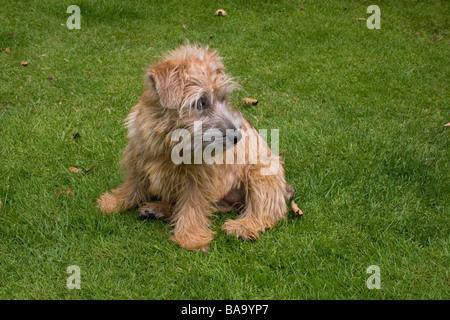 Little Cute Puppy Norfolk Terrier With Raised Paw Profile View Isolated On White Background Stock Photo Alamy