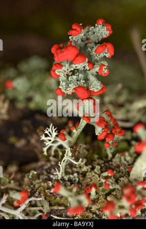 Marco image of British Soldier Lichen Stock Photo