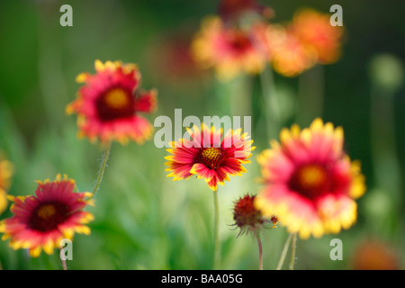 Wild flowers growing in Florida Stock Photo