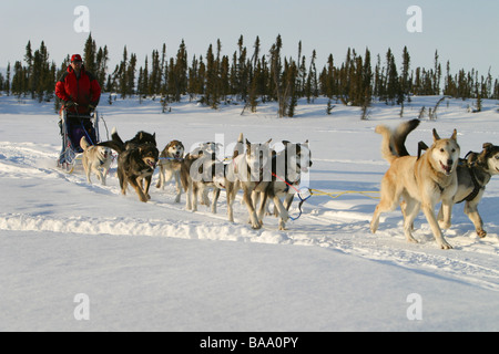 A man dog sleds near the Arctic community of Old Crow, Yukon Territory, Canada. Stock Photo