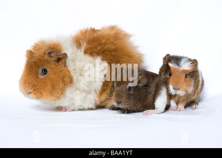 portrait of adult crossbred guinea pig with her babies Stock Photo