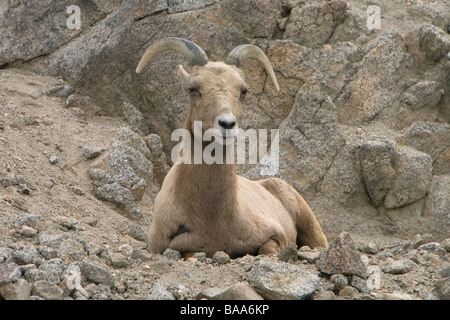 Bedded Peninsular Bighorn Ewe Stock Photo