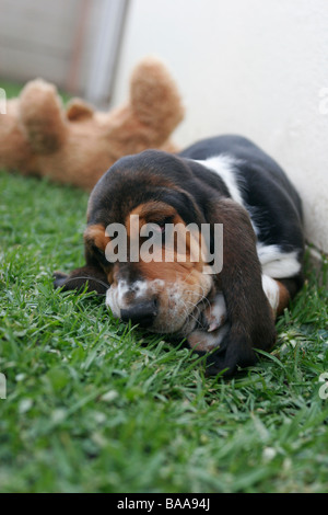 A basset Hound puppy lies on the grass with its toy teddy bear in the background Stock Photo