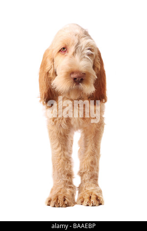 spinone italiano dog Stock Photo