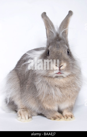 portrait young lionhead cross grey rabbit Stock Photo