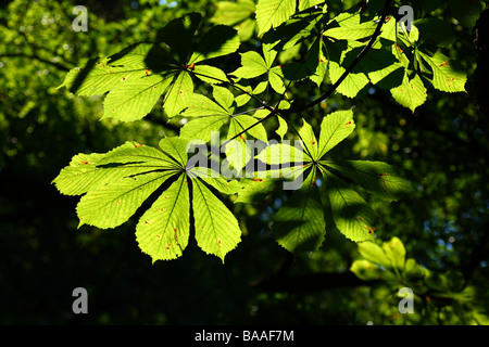 Light shining through Horse Chestnut leaves Stock Photo