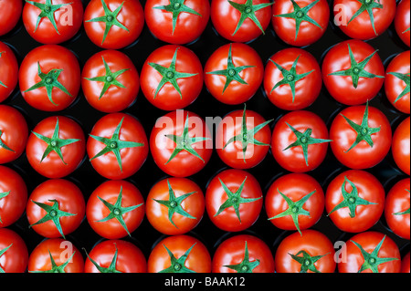 Solanum lycopersicum. Tomato pattern on reflective black background Stock Photo