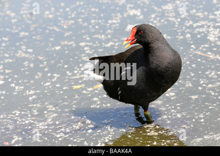 Common Moorhen Gallinula chloropus Standing In Water And Calling At Martin Mere WWT, Lancashire UK Stock Photo