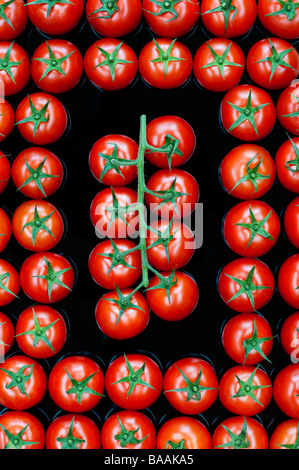 Solanum lycopersicum. Vine Tomato pattern on reflective black background Stock Photo