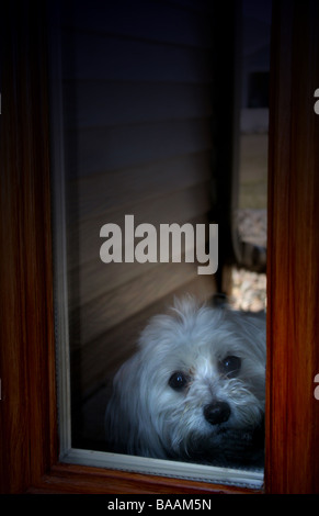 Maltese dog looking out the window Stock Photo