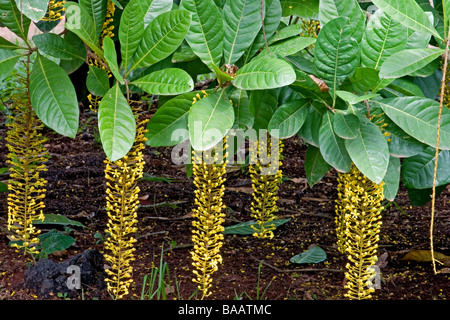 Golden Chain Tree in bloom Stock Photo