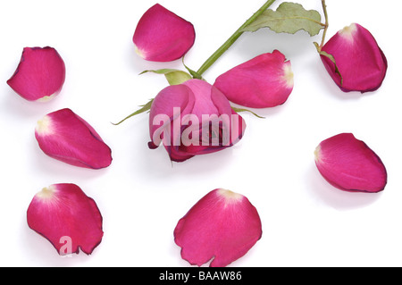 Red rose petals and red rose Stock Photo