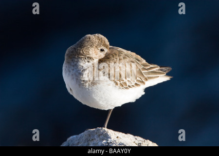 Dunlin Calidris alpina adult in winter plumage roosting on rock Stock Photo