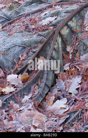 frosty leaves in winter Stock Photo